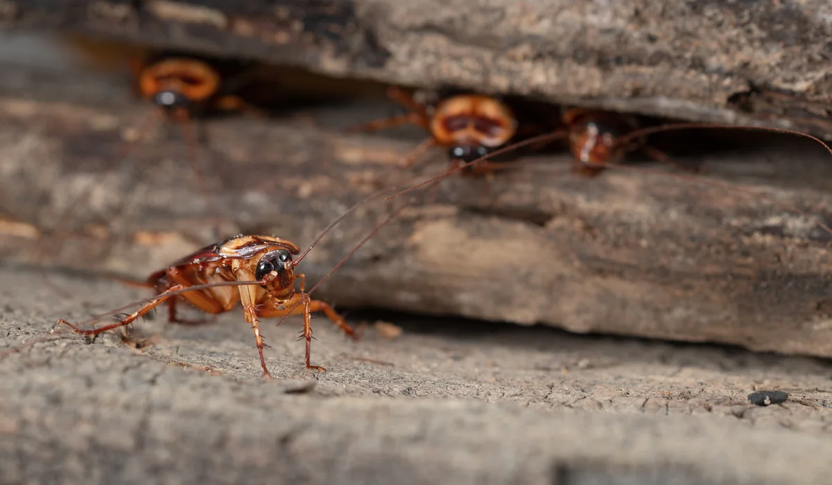 Cockroach-on-wood