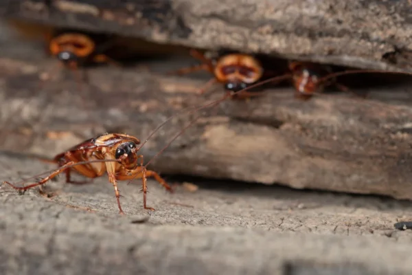 Cockroach-on-wood