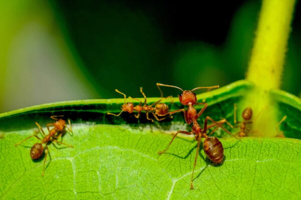 Red ants made their nest Red ants made their nest with green leaf use for animal and wildlife background