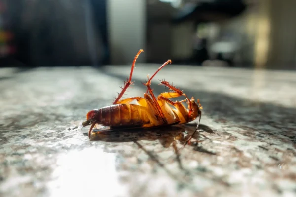 cockroach