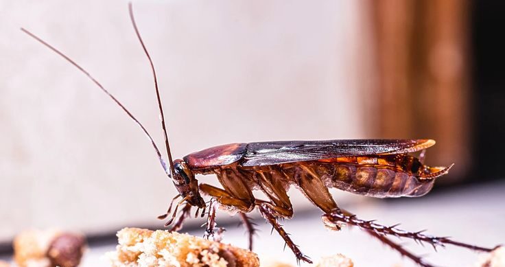 Cockroach fumigation